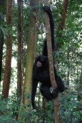 Samice černého gibona - NP Gunung Leuser