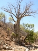 Baobab